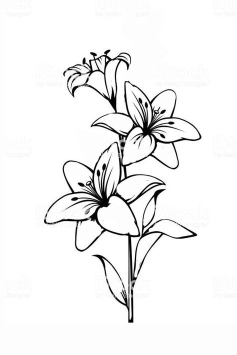 Tattoo Ideas Transparent Background, Lilium Flower Drawing, Lilium Drawing, Lily Outline Tattoo, Lily Drawing Simple, Lily Outline, Flower Design Drawing, Lily Flower Drawing, Tattoo Designs Black And White