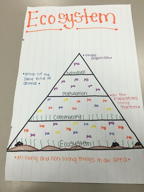 Ecosystem anchor chart Ecosystem Activities 3rd, Ecosystem Bulletin Board, Ecosystem Anchor Chart, Ecosystem Drawing, Ecosystem Activities, Ecosystems Projects, Ap Environmental Science, Science Homework, Science Anchor Charts