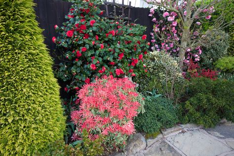 Chamaecyparis Lawsoniana, Pieris Japonica, Azaleas Garden, Front Yard Garden Design, Front Yard Garden, Garden Photos, Foliage Plants, All About Plants, English Garden