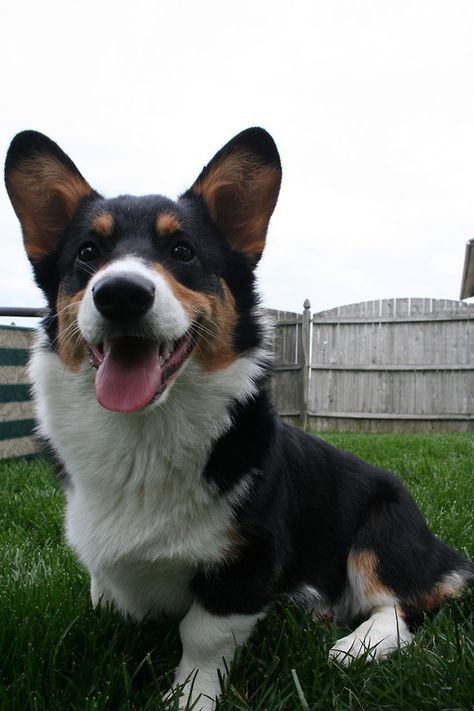 Black, tan, and white Corgi Black And White Corgi, Black Corgi, Corgi Mix Breeds, Corgi Dog Breed, Corgi Facts, Fluffy Corgi, Pembroke Welsh Corgi Puppies, Cute Corgi Puppy, Welsh Corgi Puppies