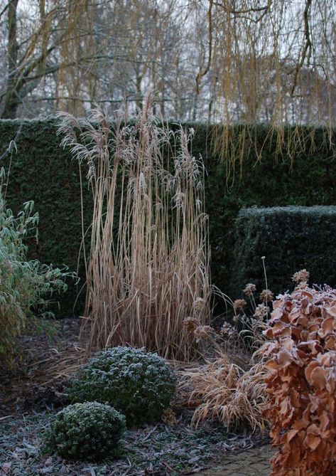 Garden Visit: At Home with Maria Dremo Sundström in Sweden - Gardenista Miscanthus Malepartus, Miscanthus Sinensis Malepartus, Japanese Garden Tools, Transplanting Plants, Low Water Landscaping, Miscanthus Sinensis, Lost Garden, Garden Workshops, Dry Garden