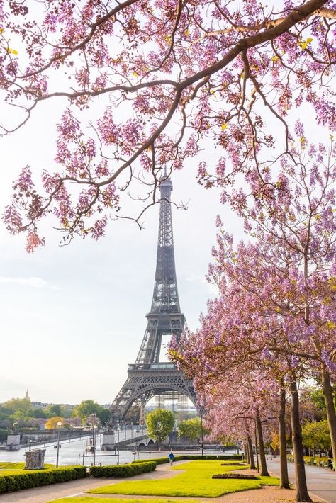 So Beautiful Spring Season Images, Coastal Background, April Wallpaper Aesthetic, Pink Flower Pictures, Wallpaper April, April Aesthetic, April Wallpaper, Paris In May, Beachy Wallpapers