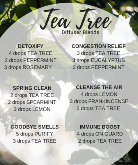 Tea Tree Oil Blends Diffuser, Tea Tree Essential Oil Diffuser Blends, Tea Tree Essential Oil Blends, White Tea Essential Oil Blend, Odor Eliminator Essential Oil Diffuser, Tea Tree Diffuser Blends, Congestion Diffuser Blend, Diffuser Blends Young Living, Essential Oil Perfume Blends