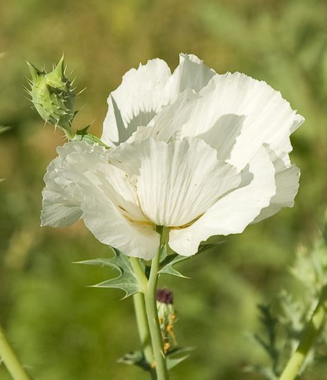 Flower With Black Center, White Poppy Aesthetic, White Prickly Poppy, Prickly Poppy, Amazing Grey Poppy, White Poppy Flower, Iceland Poppies, Earth Magic, Icelandic Poppies