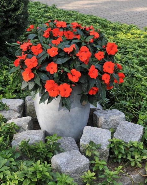 Impatients Flowers, Impatiens Flowers, New Guinea Impatiens, Impatiens Plant, Garden Inspo, New Guinea, Glass Flowers, Outdoor Ideas, Exotic Flowers