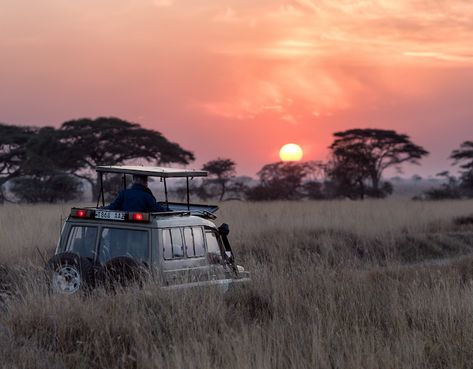 Looking to go on a family safari holiday or trek with elephants? Then check out our top picks for ethical animal tourism that's worth travelling for. Costco Travel, Amazing Experiences, Tanzania Travel, Tanzania Safari, Serengeti National Park, Izabel Goulart, Africa Do Sul, Africa Safari, Safari Tour