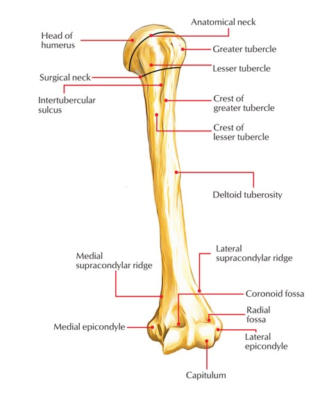 Humerus Bone Humerus Bone Anatomy, Hand Bone Anatomy, Bone Diagram, Humerus Bone, Bone Anatomy, Anatomy Flashcards, Arm Anatomy, Anatomy Studies, Anatomy Images