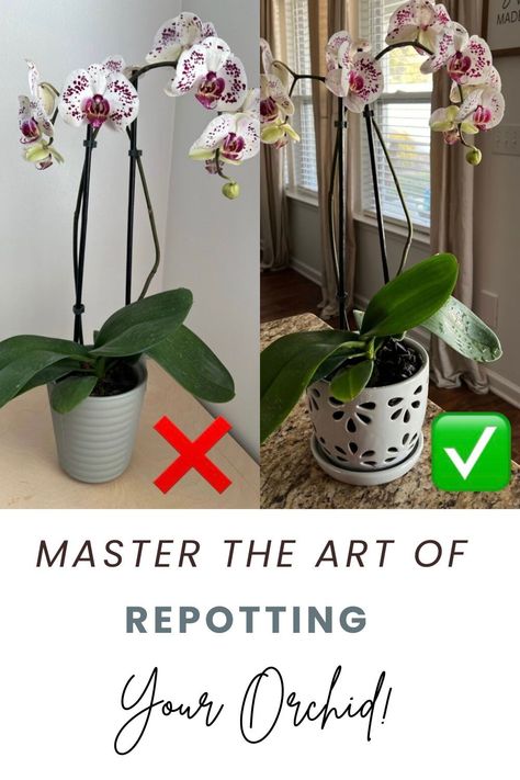 A Step-by-Step Guide to Repotting Your Orchid Ready to give your indoor orchid the TLC it deserves? Our guide to repotting your orchid is here to help! Dive into the world of houseplant care with expert tips tailored specifically for indoor orchids. Whether you're a seasoned plant enthusiast or just starting out, this guide will ensure your orchid thrives in its new home. #HousePlants #IndoorOrchids #OrchidCare #RepottingGuide #PlantCareTips Repot Orchids How To, How To Repot An Orchid, Growing Orchids Indoors, Repotting Orchids How To, How To Take Care Of An Orchid, How To Repot Orchids, Orchid Care For Beginners, How To Care For Orchids Indoors, How To Care For Orchids