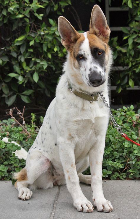 German shepherd with the "panda" markings. Panda German Shepherd, Unusual Dog Breeds, German Shepherd Rescue, Rare Dog Breeds, Rare Dogs, German Shepards, Love My Dog, Coban, Pretty Dogs