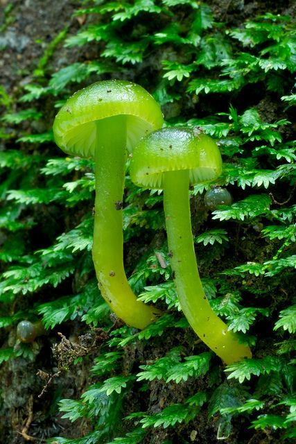 Green Hygrocybe    Hygrocybe graminicolor.   These rather than H. stevensoniae as for specimens fully grown the stem was   relatively narrow. These are what I went to the Blue Mountains for. Coachwood   Glen, Blue Mountains, Australia. Lichen Moss, Mushroom Pictures, Slime Mould, Plant Fungus, Mushroom Fungi, Wild Mushrooms, Green Gables, Horticulture, Botany