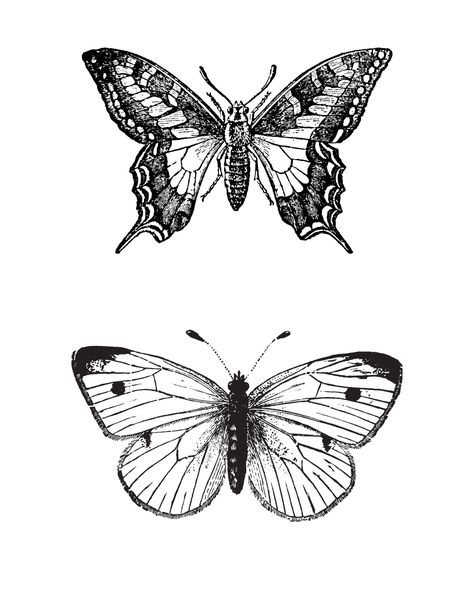 Butterfly Anatomy Tattoo, Cabbage Butterfly Tattoo, White Cabbage Butterfly Tattoo, Butterfly Drawing Vintage, Biology Tattoo, Black And White Moth Drawing, Bug Wall, Moth Illustration Black And White, Seal Design