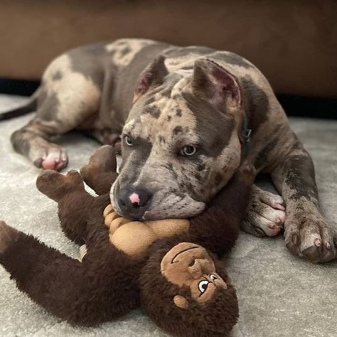 American Bully Puppy, Cute Pitbull Puppies, American Bully Dog, Bully Puppy, Pitbull Dog Breed, Bully Breeds Dogs, Dog Family, Dog Baby, Dog Puppies