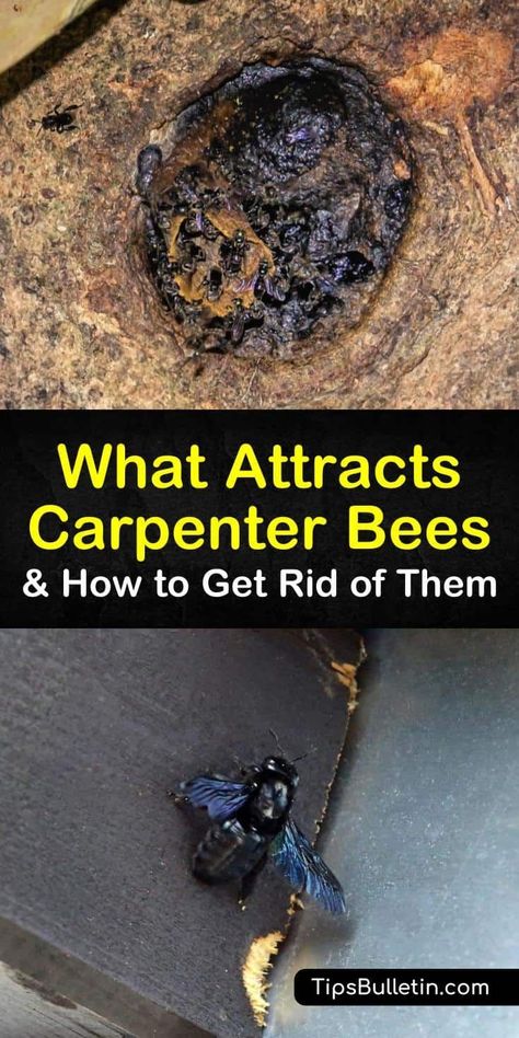 Wood Bee Trap, Bee Killer, Getting Rid Of Bees, Repellent Diy, Bee Trap, Carpenter Bee Trap, Diy Bug Spray, Bee Traps, Types Of Bees