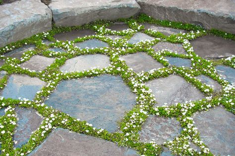 Fine Gardening Magazine, Lawn Alternatives, Stone Patio, Flagstone Patio, Fine Gardening, Ground Cover Plants, Rock Garden Landscaping, Garden Pathway, Deck Ideas