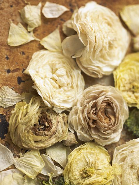 Dried yellow and white roses © www.LaurieFrankel.com Dried Yellow Roses, Dried White Roses, Yellow Roses, White Rose, White Roses, Lush, Roses, Yellow, Plants