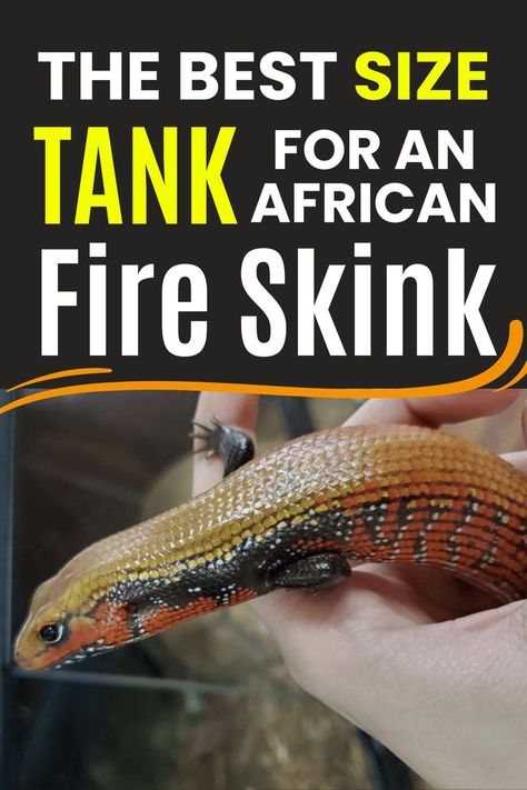 A close-up of an African Fire Skink being gently held by a person's hand. The skink's body displays vibrant, glossy scales with a mix of colors: its head and upper body are yellow and orange, while its sides feature black and white speckling along with bright red bands. The lizard is facing left, with its small limbs resting on the person's fingers. The background is slightly blurred, suggesting an indoor setting, possibly a terrarium. Fire Skink, Lizard Habitat, Leaves On The Ground, Dead Leaves, Active Life, Lizards, The Fire, Reptiles, Terrarium