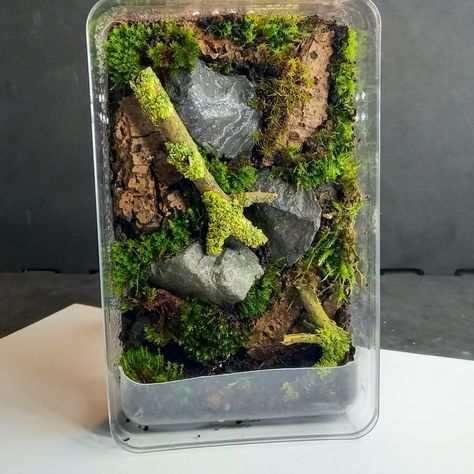 Diy Jumping Spider Habitat, Jumping Spider Terrarium Diy, Jumping Spider Enclosure Decor Ideas, Diy Jumping Spider Enclosure, Pet Jumping Spider Enclosure, Jumping Spider Enclosure Decor, Regal Jumping Spider Enclosure, Jumping Spider Enclosure, Ant Farm Terrarium