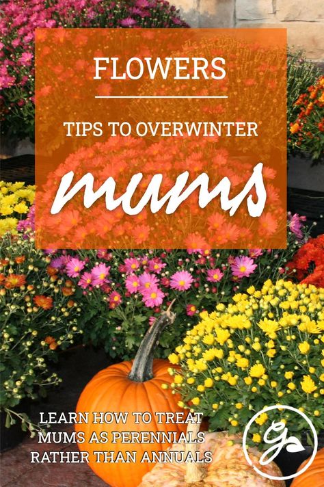 Fall Prep, Lovely Landscapes, Winter Care, Fall Mums, Mums Flowers, Yard Landscape, Overwintering, Zone 5, Types Of Flowers