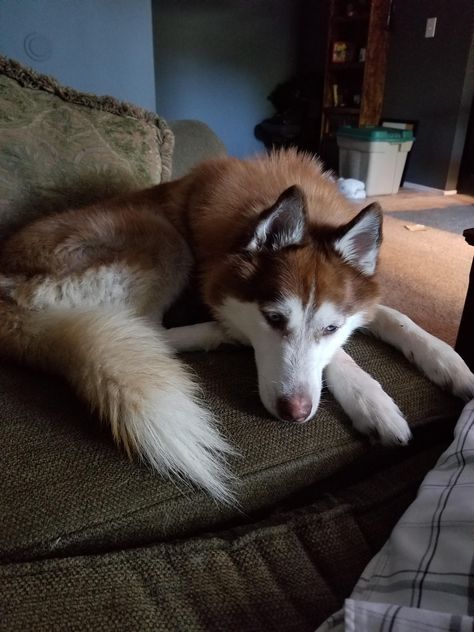 My best friend.. 3 y/o Husky/Wolf mix. Loves everything but squirrels.https://ift.tt/2yXfrUr Husky Wolf Mix, Healthy Pie, Siberian Husky Funny, Best Friend 3, Dog Images Hd, Puppies Pictures, Best Dog Photos, Funny Dog Photos, Cute Dog Photos