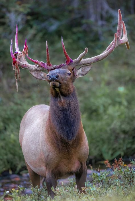 Cervus canadensis, or wapiti, is one of the largest deer species. Deer Species, Bull Elk, Arthropods, Wildlife Art, Art Reference Poses, Wildlife Photography, Photo Dump, Drawing Reference, Elk