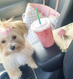 Bougie Dog, Dog And Girl, Puppy Room, Cute Small Dogs, Puppy Mom, Dog Aesthetic, Dog Mommy, Tiny Dog