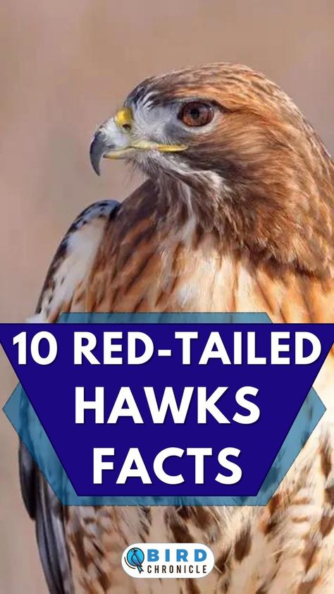 The red-tailed hawk is commonly seen throughout North America. Here are 10 facts that you may not know about this raptor bird. Red Tail Hawk Feathers, Fat Squirrel, Raptor Bird, Raptor Bird Of Prey, Red Tail Hawk, Hawk Photos, Hawk Feathers, Squirrel Feeders, Hawk Tattoo