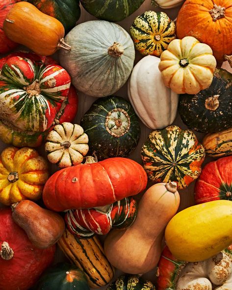 16 Types of Winter Squash You Need to Know | Kitchn Pumpkin Types, Squash Garden, Squash Types, Pumpkin Photography, Tattoo Pieces, Thanksgiving Wallpapers, Winter Squash Recipes, Types Of Pumpkins, Squash Casserole Recipes