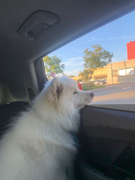 Fluffy white dog Willow Water, White Fluffy Dog, Oc Story, Dog Waiting, Dog Stories, Fluffy Dogs, 2000s Movies, Movies Aesthetic, White Dog