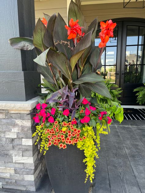 I must say the outdoor pots on my front porch this year have grown out of control. So pretty with the burnt orange cannas and the bright green sweet pea vines. Canna Lily Container Pots Ideas, Planter Arrangements Outdoor Full Sun, Canna Lily Container, Canna Lily Container Pots, Entrance Planters, Canna Lily Landscaping, Canna Lily Garden, Canna Lillies, Canna Lilly