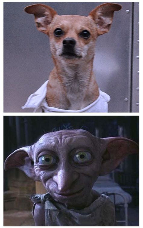 Dobby Dog Costume Cheap And Easy Halloween Costumes, Cheap Easy Halloween Costumes, Dobby Costume, Halloween Costumes For Dogs, Costumes For Dogs, Dobby Harry Potter, Easy Holidays Crafts, Harry Potter Costume, Dog Halloween Costumes