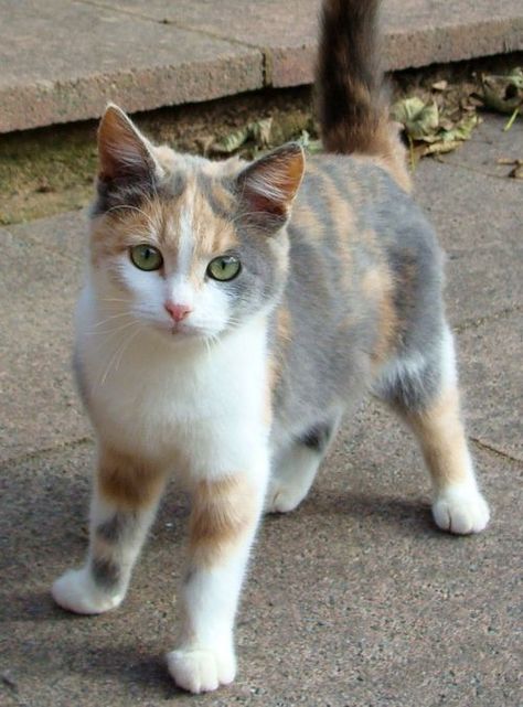 Light Calico Cat, Dilute Calico Cat Aesthetic, Diluted Calico Cat, White Calico Cat, Dilute Calico Cat, Calico Cats, Cat Pose, Most Beautiful Cat Breeds, Kittens Funny