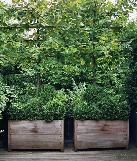 Make a small garden look large by planting espaliered trees and boxwood together in side-by-side planters. Now that we think about it, the same technique will improve any size garden. Here's how to recreate the look: Most Beautiful Gardens, Have Inspiration, Garden Containers, Wooden Planters, Outdoor Inspirations, Garden Care, Wooden Garden, Small Gardens, Container Plants