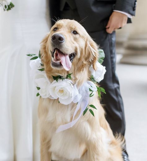 Dog Flower Girl Dress, Wedding Cakes Dog, Golden Retriever Wedding, Dog Wedding Photos, Dog Wedding Outfits, Dog Wedding Attire, Dog Cake Topper Wedding, Boho Chic Wedding Dress, Daisy Wedding