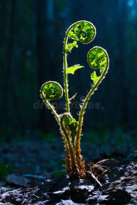 Green sprout in the spring forest. Green sprout of a fern in the spring forest , #Aff, #sprout, #Green, #spring, #fern, #forest #ad Ferns In The Forest, Forest Floor Photography, Forest Plants Drawing, Sprout Photography, Woodland Photography, Nature Shapes, Forest Fern, Fiddlehead Ferns, Flower Forest