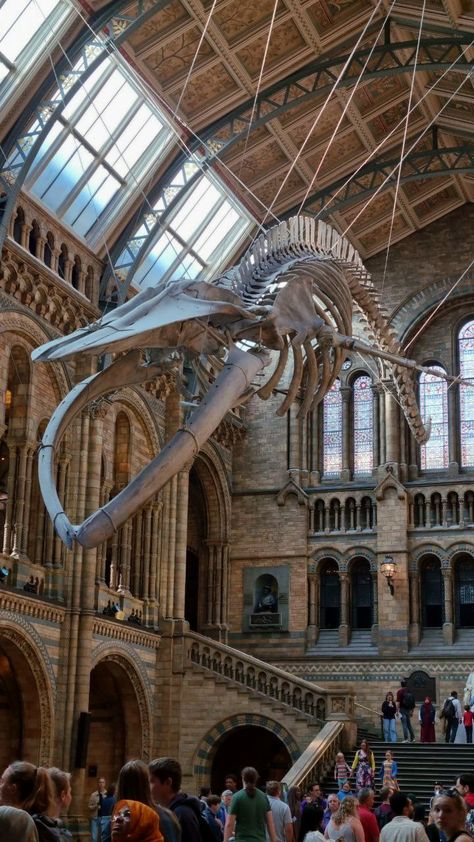 Whale Shark Skeleton, Whale Architecture, History Museum Aesthetic, Dollhouse Aesthetic, Whale Fall, Whale Bones, Museum Vibes, Whale Skeleton, Natural History Museum London