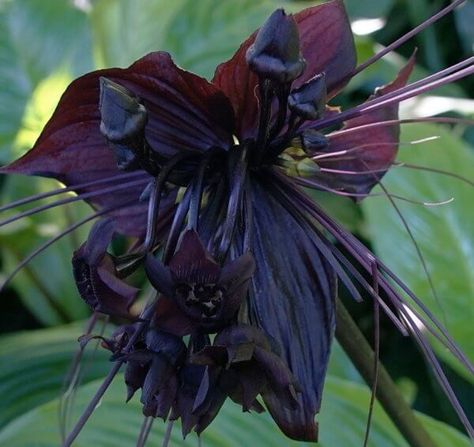 The Black Bat Flower • Insteading Black Bat Flower, Orchid Meaning, Lockscreen Widget, Flying Duck Orchid, Bat Flower, Goth Garden, Gothic Garden, Purple Garden, Dark Flowers