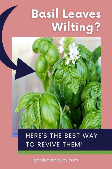 Don't give up on your basil plant just yet! These 7 factors can cause leaves to wilt, but we've got solutions for each one. From overwatering to lack of sunlight, we'll help you revive your wilted basil and keep it healthy all season long. Tap to get the basil plant care tips you've been searching for! Basil Plant Care, Gardening Herbs, Herbs Plants, Preserving Herbs, Harvesting Herbs, Plant Care Tips, Basil Plant, Homestead Gardens, Survival Gardening