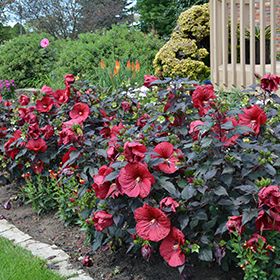 Click to view a full-size photo of Summerific Holy Grail Hibiscus (Hibiscus 'Holy Grail') at The Growing Place Summerific Hibiscus, Pekin Illinois, Hakone Grass, Florida Trees, Wheaton Illinois, Rose Mallow, Hibiscus Garden, Garden Perennials, Hardy Hibiscus