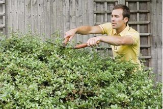 Trim Bushes, Get Rid Of Black Mold, Yew Shrub, Landscape Shrubs, How To Trim Bushes, Hedge Trimming, Pruning Shrubs, Pruning Plants, Shrubs For Landscaping