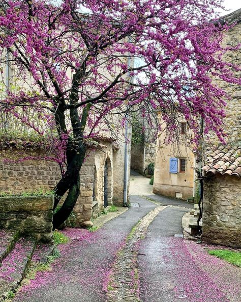 Viens | Photographe : @provencallife sur Instagram Judas Tree, Red Bud, Dry Garden, Native Garden, Garden Trees, French Inspired, South Of France, Another World, Provence