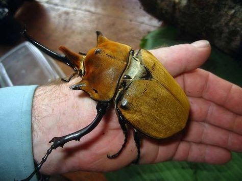 Elephant Beetle, Cool Bugs, Creepy Crawlies, Arthropods, Bugs And Insects, Love Bugs, Hercules, Never Give Up, Bugs