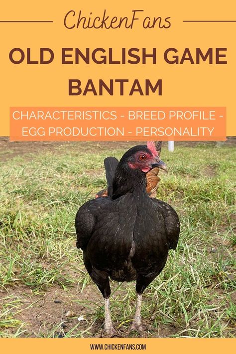 Old English Bantam Chickens, Old English Game Bantams, Small Chicken Breeds, Bantam Chicken, Sassy Personality, Chicken Drawing, Bantam Chickens, Game Hen, Chicken Owner