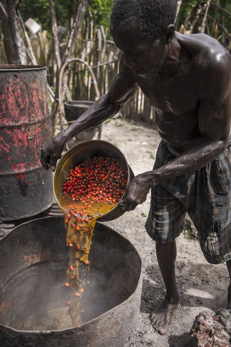 Traditionally Processed Red Palm Oil Is A Super Food And Is Very Good To Your Health; Contrary to  European Imperialists That Have Been Labeling It Over The Years Als Unhealthy And Harmful. Red Palm Oil Benefits, Palm Oil Benefits, Red Palm Oil, Healthy Superfoods, Red Palm, Super Food, Oil Benefits, Palm Oil, Vegetable Oil