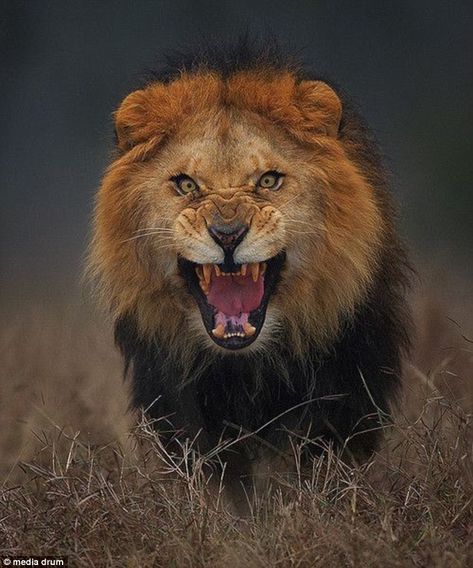 The most fearless yet fearsome capture ever! Hats off! Atif Saeed, Pakistan, Daily Mail. Fierce Lion, Lions Photos, Gato Grande, Male Lion, Pirate Woman, Rottweiler Dog, Cheetahs, A Lion, Animal Faces