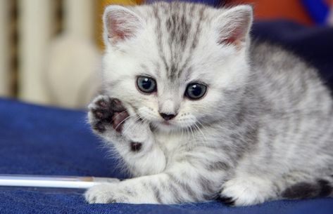 Animals Waving Goodbye 4 Kitten Cutest Kittens Ever, Kitten Wallpaper, Image Chat, Kittens And Puppies, Cute Cats And Kittens, Cute Animal Pictures, Cute Kittens, Pretty Cats, Beautiful Cats