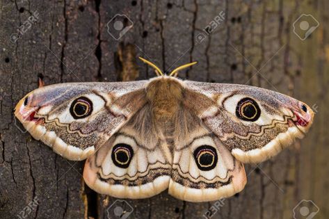 White Moth, Emperor Moth, Moths And Butterflies, Moth Tattoo, Animal References, You Dream, Reference Photos, Tattoo Inspo, Art References