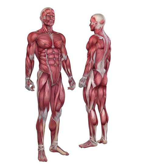 Muscular Dystrophy Symptoms, Leg Muscles Anatomy, Human Anatomy Model, Muscle System, Muscles Of The Face, Human Legs, Muscular Dystrophy, Human Pictures, Anatomy Models