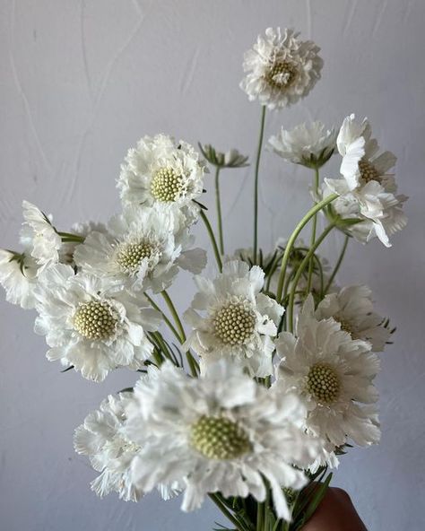 White Poppies, White Cosmos Wedding, White Cosmos, Anemone White, White Musk Flower, White Campion Flower, Anemone Blanda White Splendour, White Cosmo, White Flower Bouquet