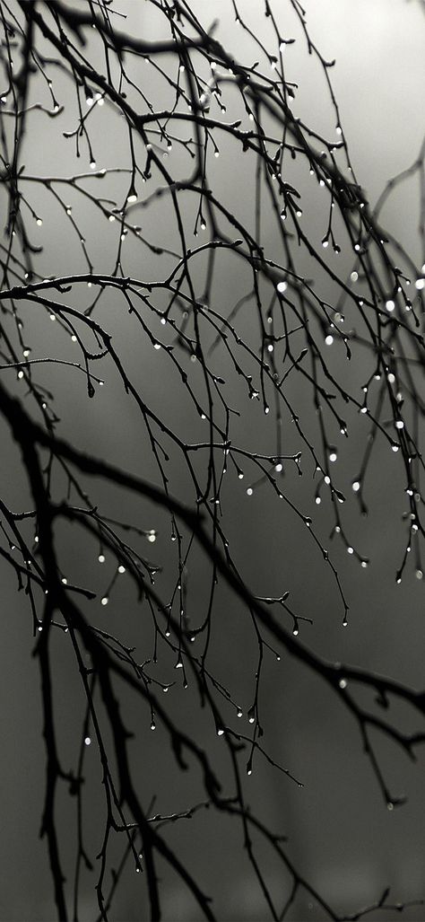 tree branches with water droplets hd wallpaper Beautiful Nature Wallpaper, Nature Wallpaper, Tree Branches, Beautiful Nature, Black And White, Iphone, Water, White, Black