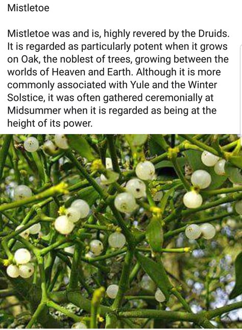 Mistletoe Magical Properties, Druid Ritual, Celtic Myth, Amazing Trees, Witch Herbs, Which Witch, Magical Herbs, Magic Garden, Witchy Stuff